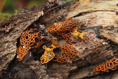 Polycephalomyces tomentosus