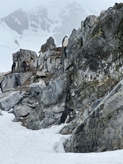 Pygoscelis antarcticus