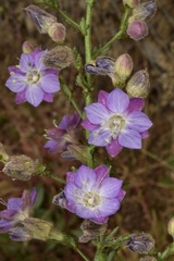 Malesherbia linearifolia