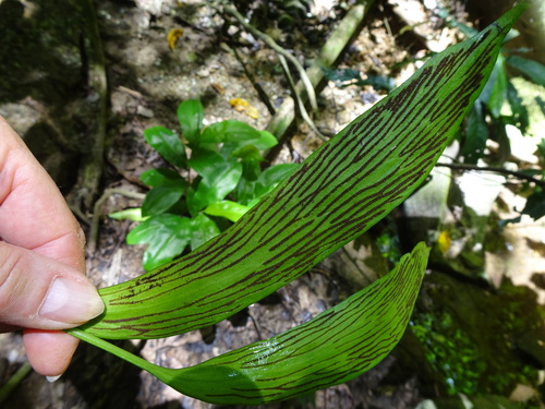 Antrophyum plantagineum observed 2022-11-14