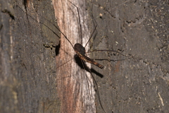 Neopantopsalis thaumatopoios