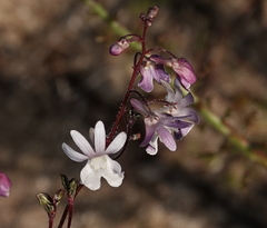 Nemesia bicornis