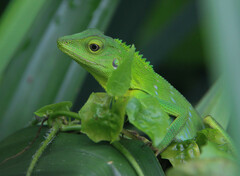 Bronchocela cristatella