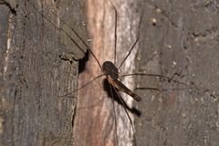 Neopantopsalis thaumatopoios