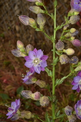 Malesherbia linearifolia