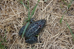 Leptodactylus luctator