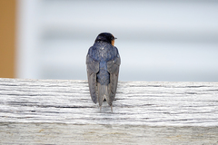 Hirundo neoxena carteri