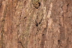 Neopantopsalis thaumatopoios