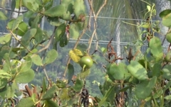 Sonneratia caseolaris