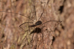 Neopantopsalis thaumatopoios
