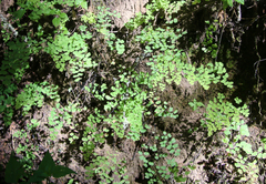 Adiantum andicola