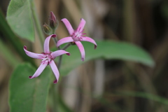 Oxypetalum solanoides