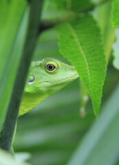 Bronchocela cristatella