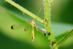 Hylobittacus apicalis