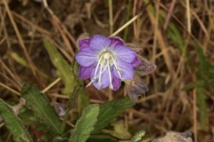 Malesherbia linearifolia