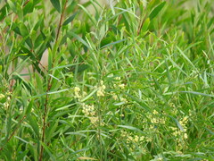 Acacia provincialis