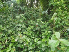 Ficus montana