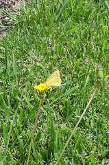 Colias lesbia