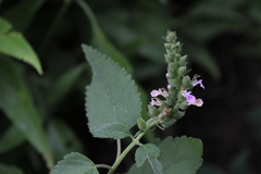 Teucrium vesicarium