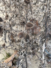 Xanthium strumarium strumarium