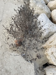 Xanthium strumarium strumarium