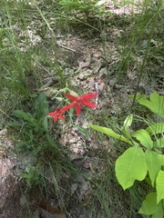 Silene virginica