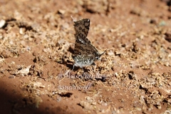 Uranothauma antinorii