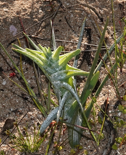Ferraria foliosa