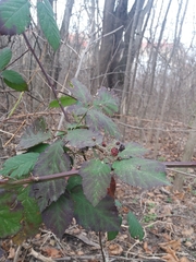 Rubus creticus