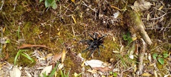 Grammostola