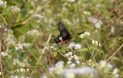 Photo of Common Rose Swallowtail (Pachliopta aristolochiae)