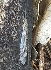 Acanthaclisini