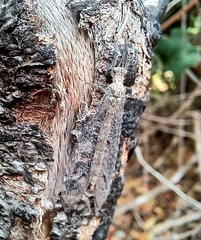 Acanthaclisini