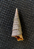 Caviturritella banksii - Photo (c) papernautilus, some rights reserved (CC BY-NC), uploaded by papernautilus
