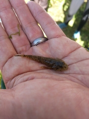 Cottus bairdii