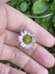 Bellis sylvestris