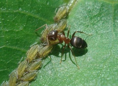 Lasius brunneus