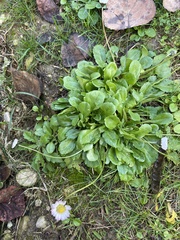 Bellis sylvestris