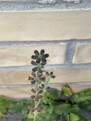 Salvia clandestina