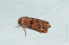 Agrotis lata