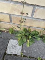 Salvia clandestina