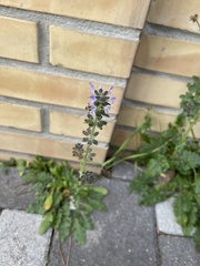 Salvia clandestina