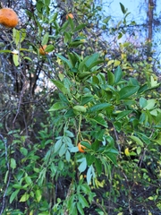 Citrus deliciosa