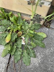 Salvia clandestina