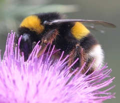 Bombus terrestris lusitanicus