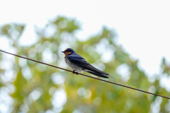 Hirundo neoxena carteri