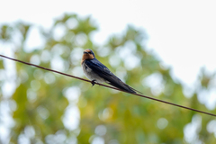 Hirundo neoxena carteri