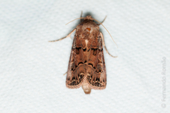 Agrotis lata