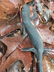 Taricha rivularis