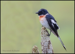 Pericrocotus erythropygius